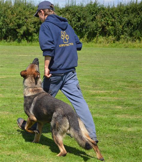Protection dog training. Things To Know About Protection dog training. 